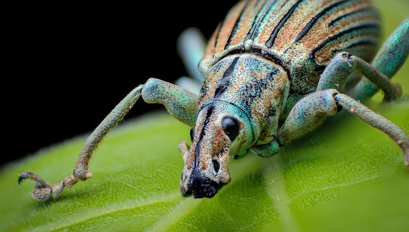 macro, insect, nature, weevil Weevil фото превью