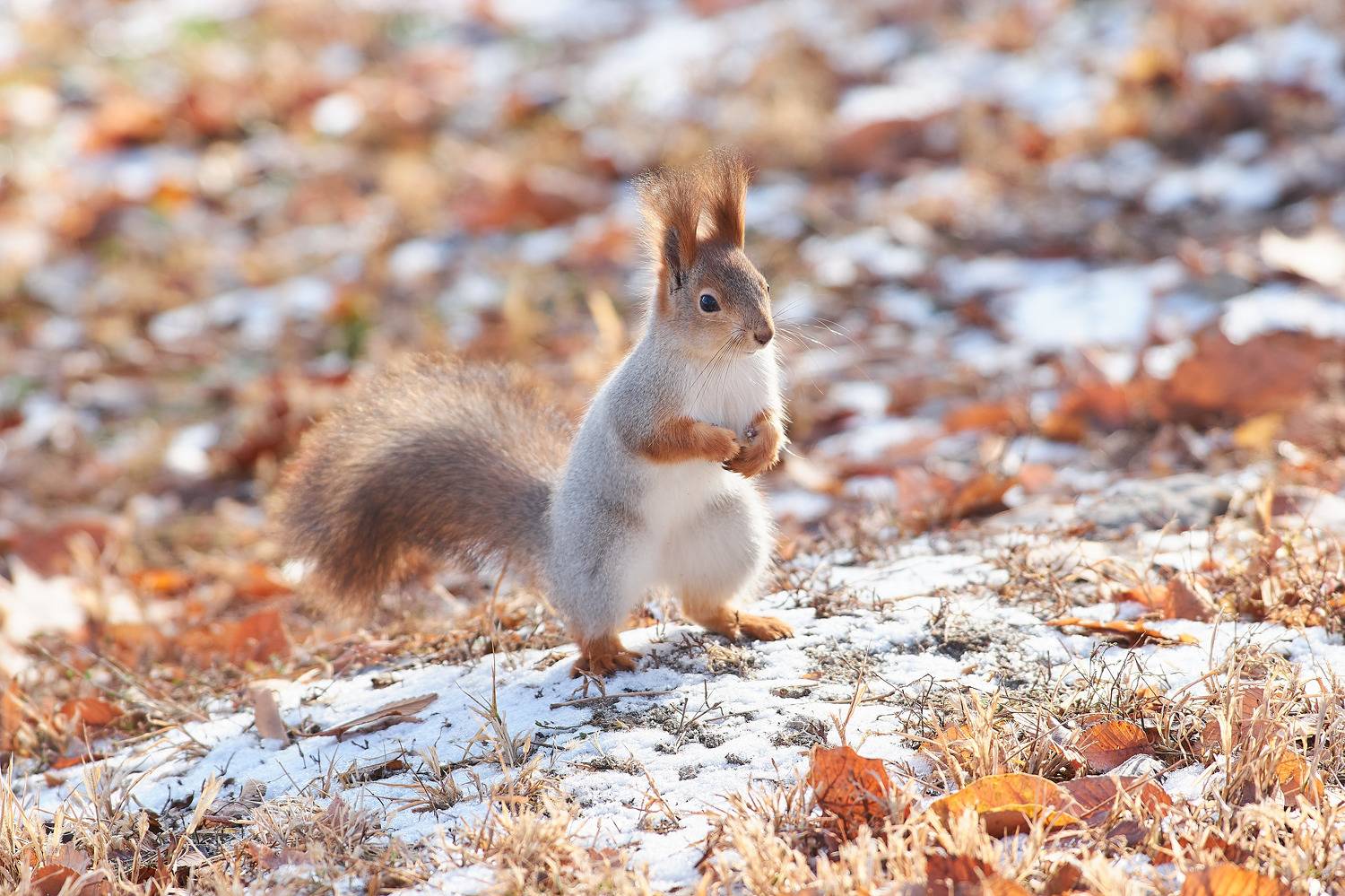 Sciurus vulgaris, volgograd, russia, wildlife, squirrel, белка, , Сторчилов Павел