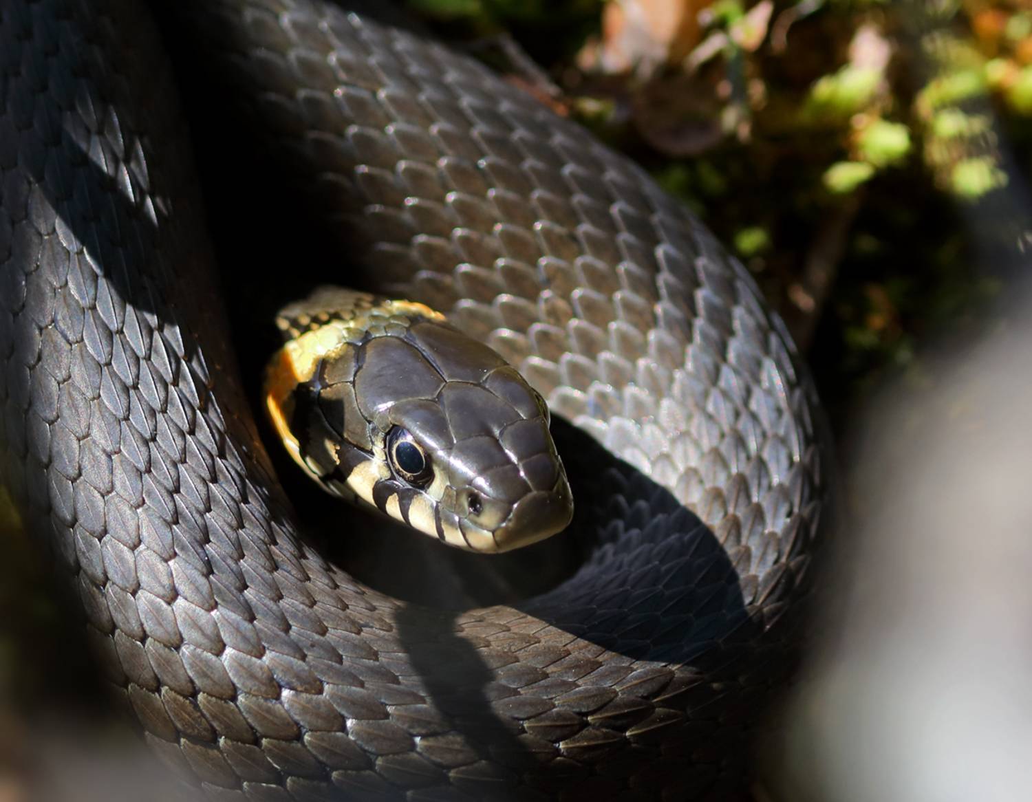 , Дмитрий Елисеев