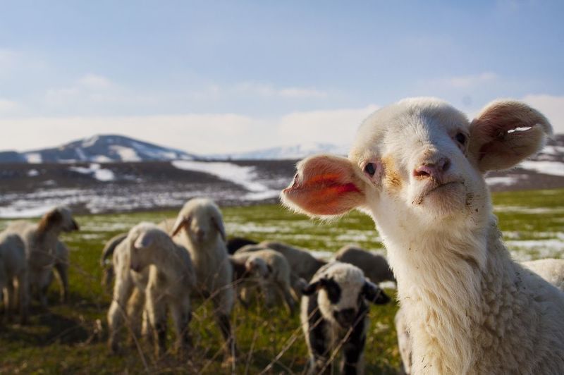 фото превью