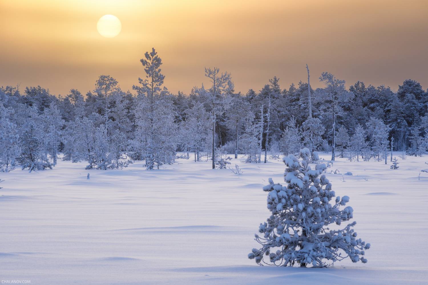 пейзаж, зима, снег, сосны, лес, деревья, landscape, woodland, winter, pines, snow, sunrise, мороз, коми, рассвет, frozen, komi, иней, Чаланов Иван