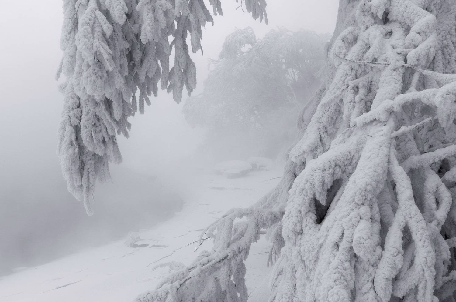 зима, мороз, енисей, иней, туман, куржак, Фомина Марина