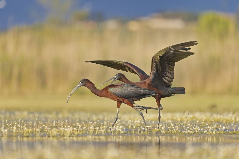 Mignattai фото превью