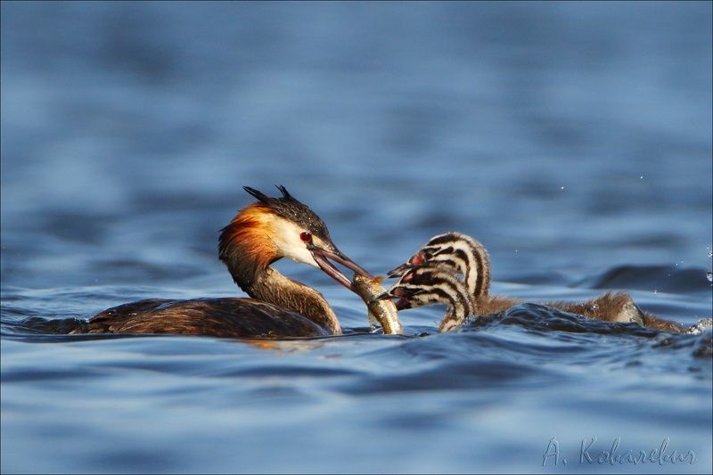 Кому пескарика? фото превью