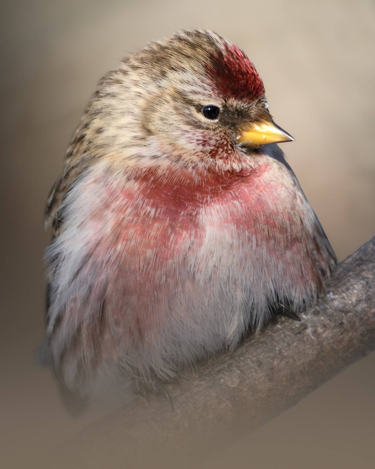 , Поляков Михаил