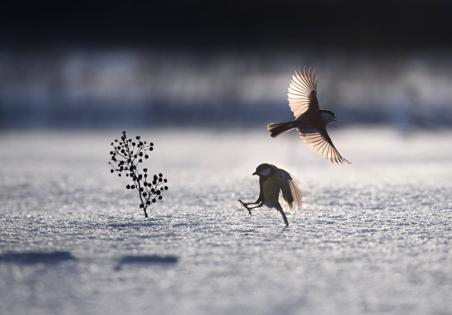 лес, свет, утро, природа, синица, птицы, Баранов Олег