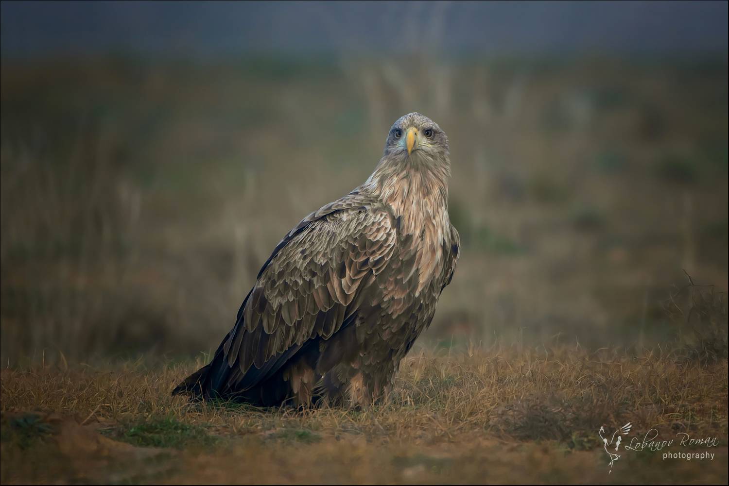 , Лобанов Роман