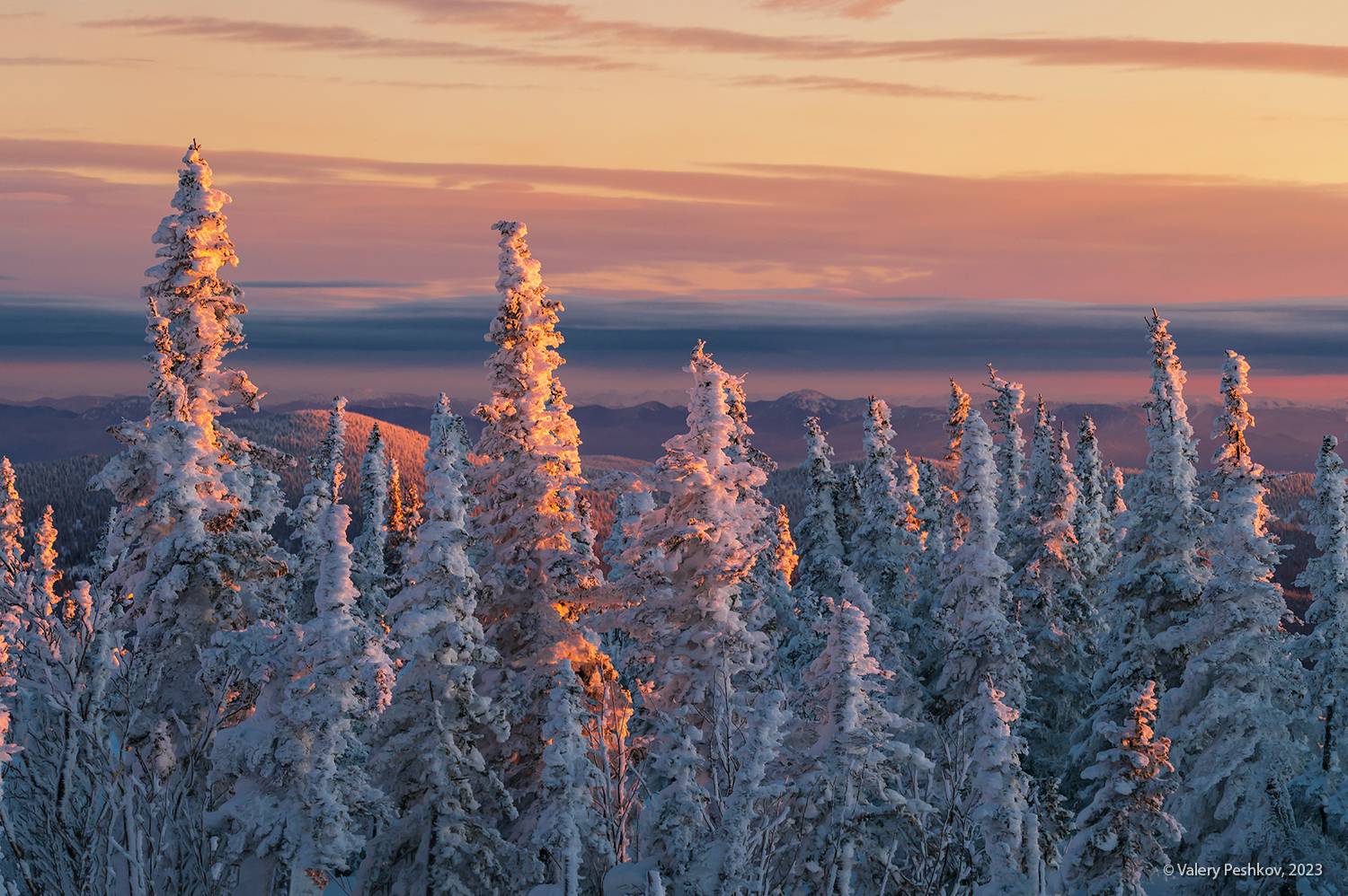 ёлочки, пихты, гора зелёная, зима, вечер, закат, маджента, шерегеш, горная шория, сибирь, Пешков Валерий