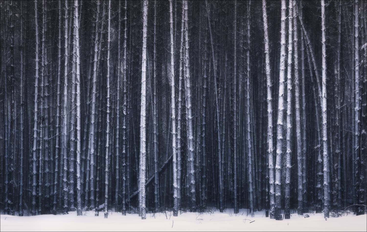 лес, сосны, зима, Богорянов Алексей