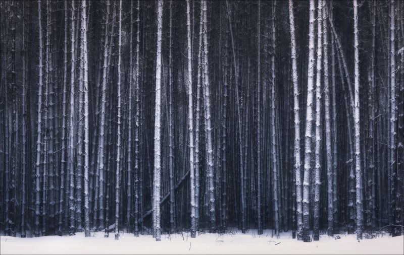 лес, сосны, зима Лесной шепот фото превью