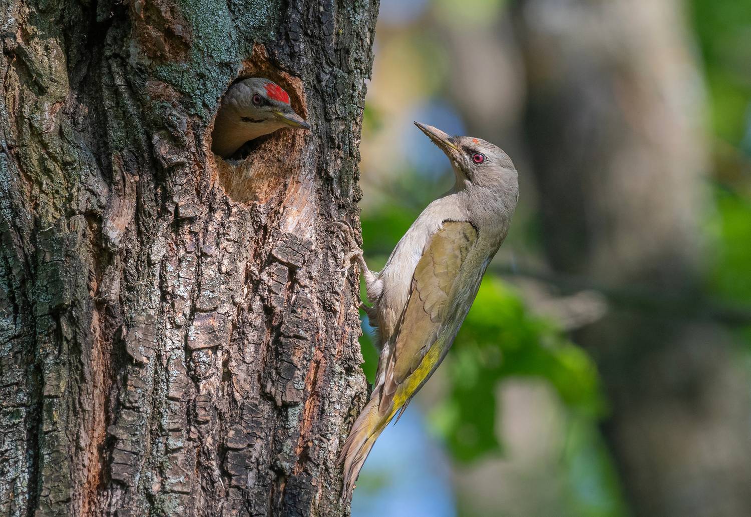 птицы, дятел, фотоохота, природа, весна, лето, Сигушин Руслан