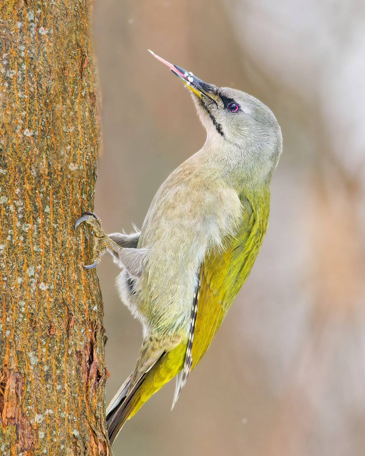 , Фотоохота Александр