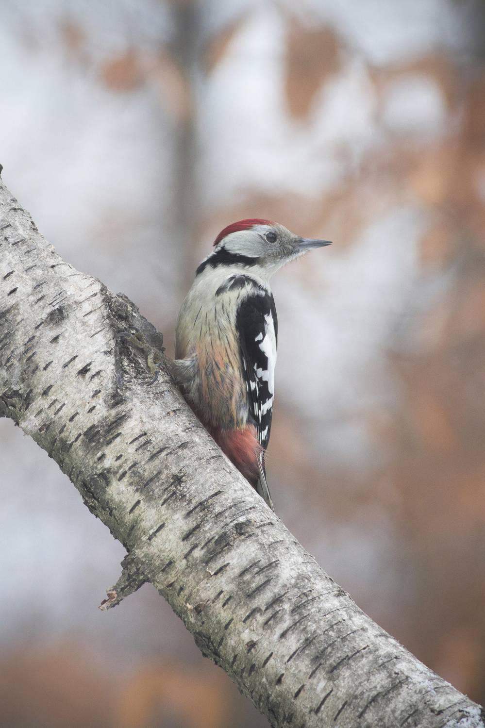 Vertical, Bird, Woodpecker, Wildlife, Nature, Tree, Animals, Wild, Close-up, Damian Cyfka