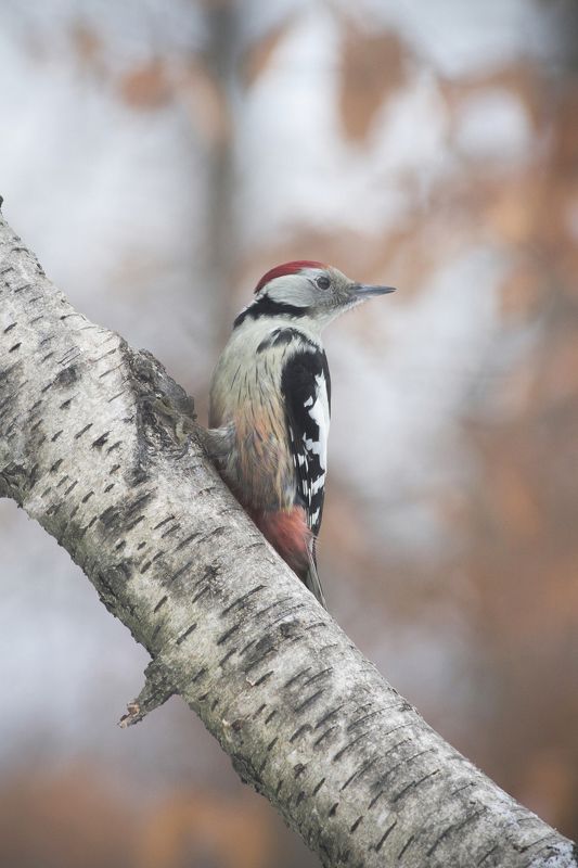 Middle spotted фото превью