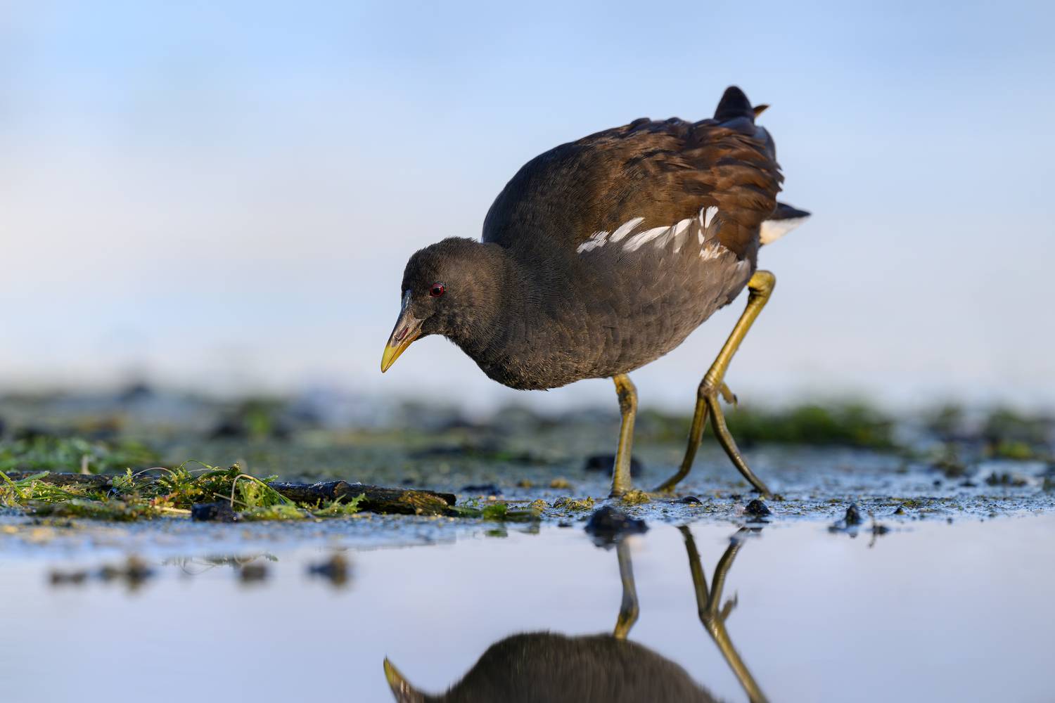 птица, фотоохота, камышница, природа, фауна, Vladimir Kulikov