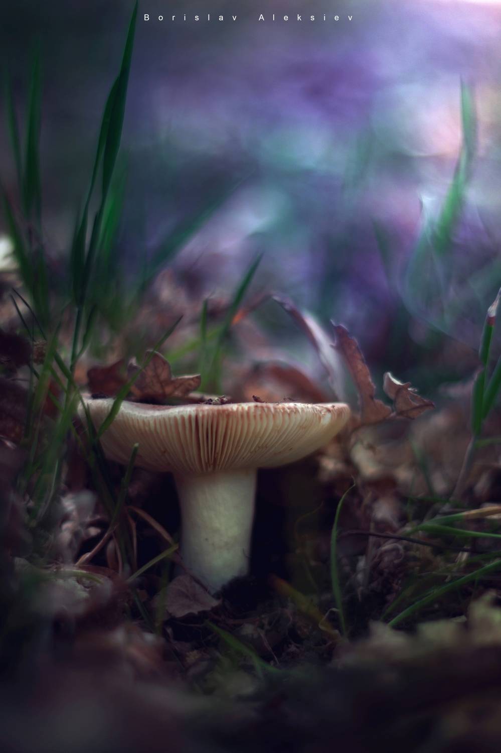 mushroom,dark,light,bokeh,nature,, Алексиев Борислав