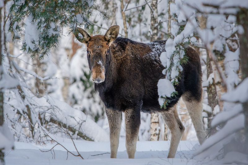Молодой бычок фото превью