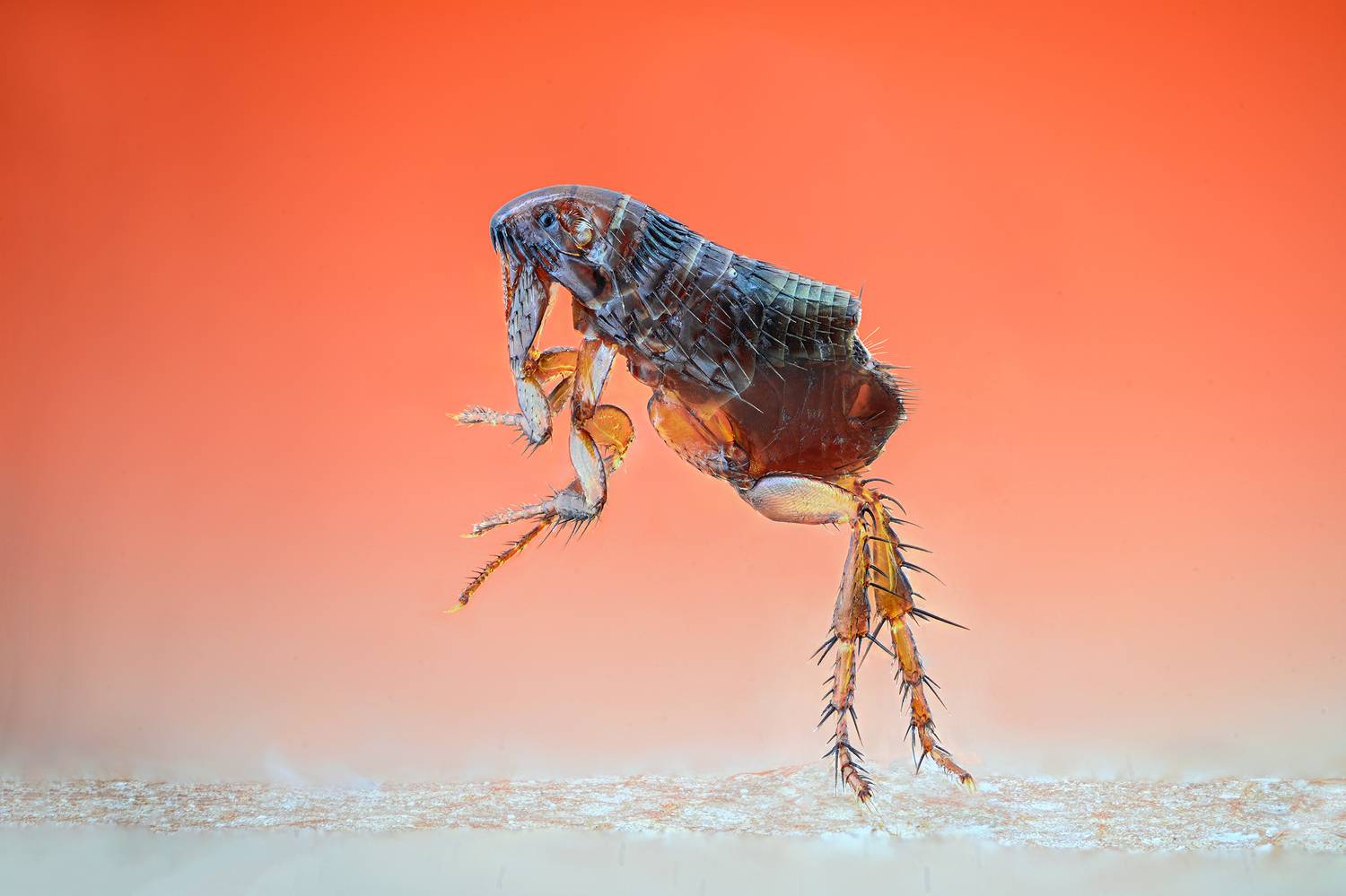 ceclii, macro, Ganev Tsvetan