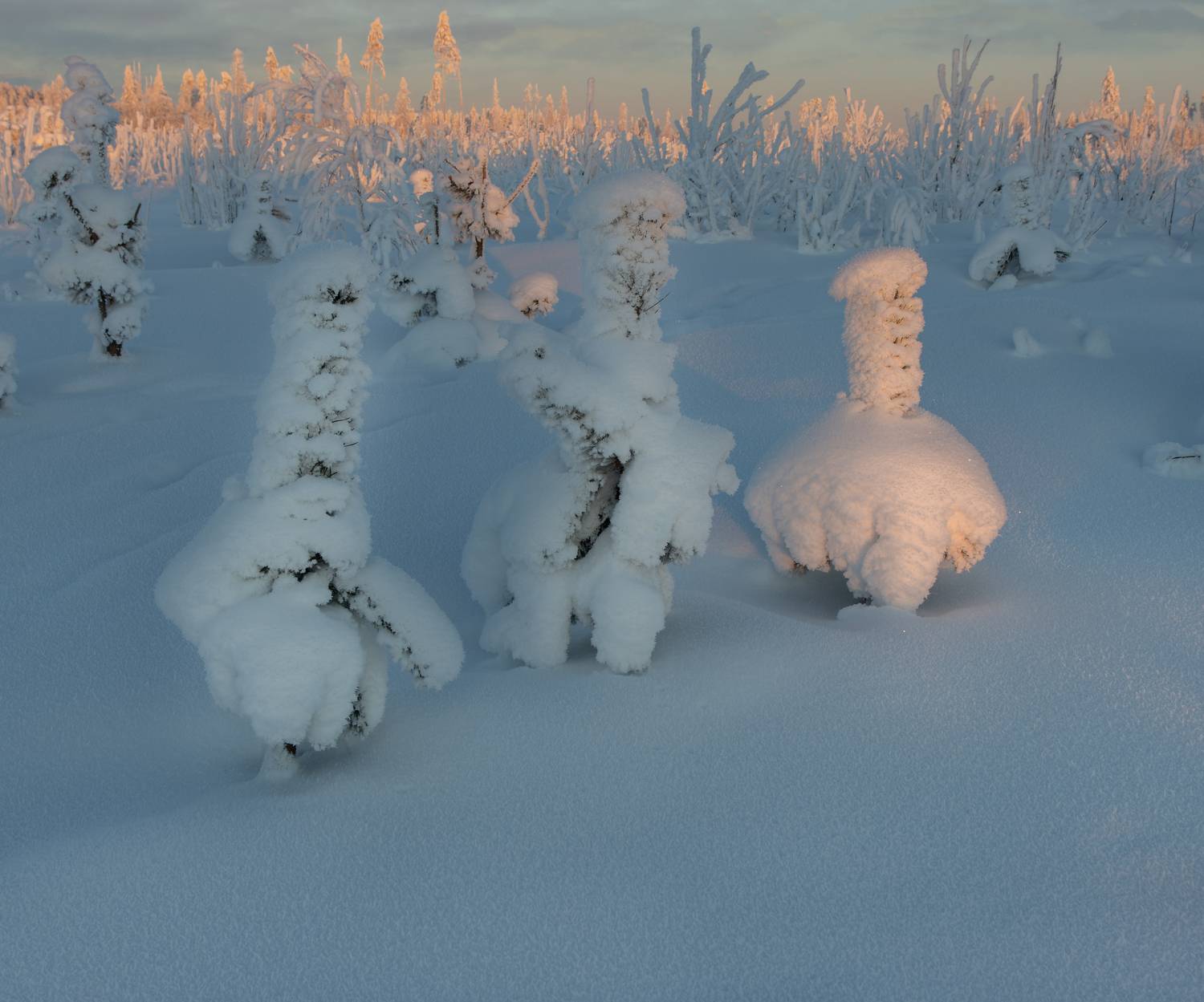 снег зима иней мороз сугроб солнце, Светлана Холодняк