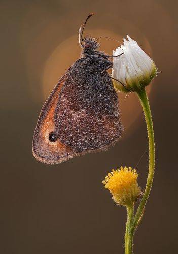 Утренняя сенница