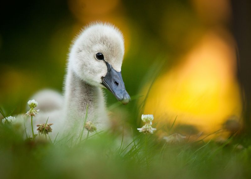 Black swan (Baby) фото превью