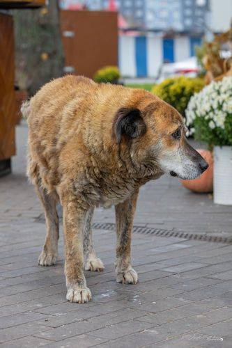 Старый пёс.