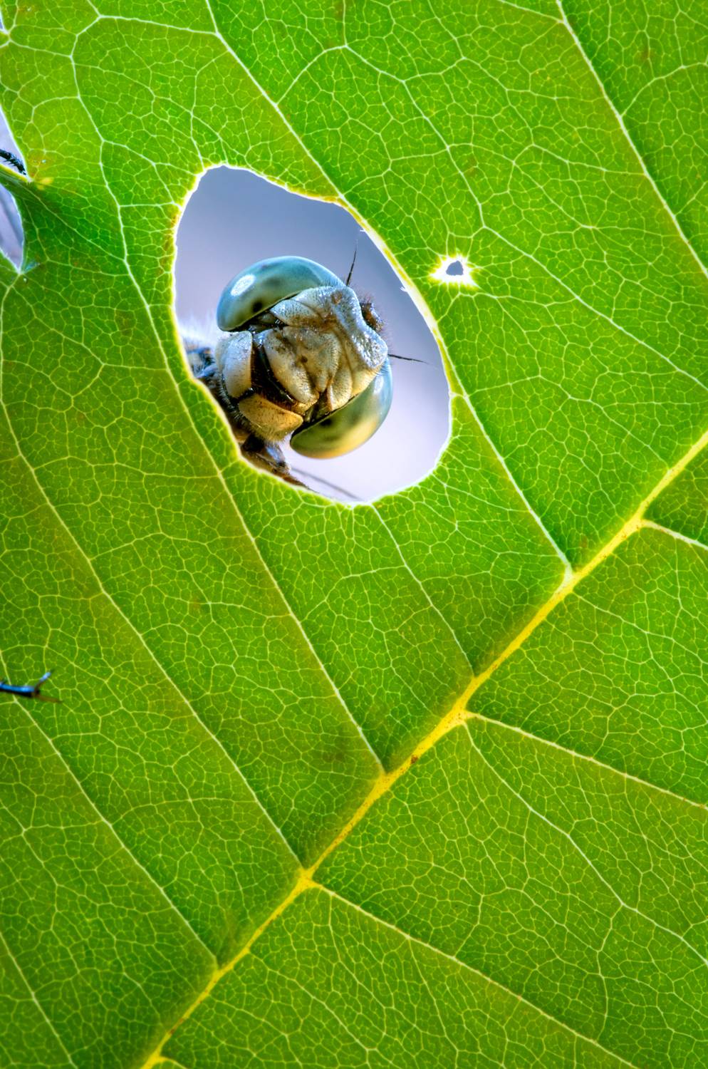 , Анна Иванова