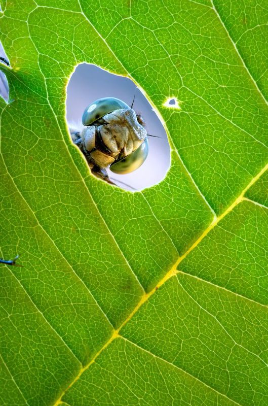 Шпион фото превью