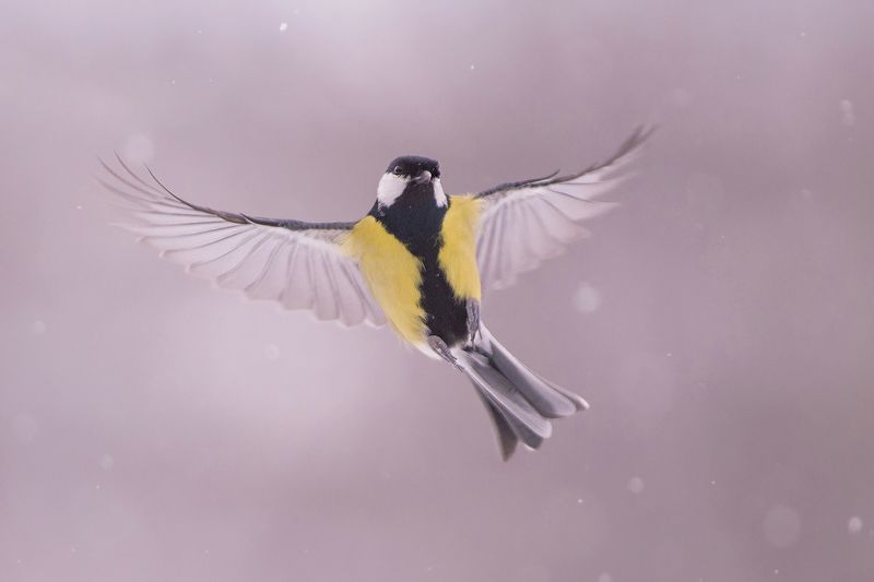 Небесный танец фото превью