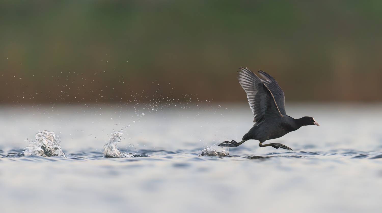 , Фруман Евгений