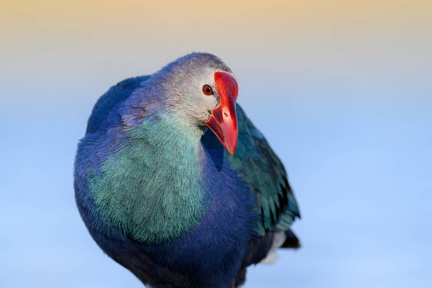 птица, фотоохота, султанка, природа, фауна, Vladimir Kulikov