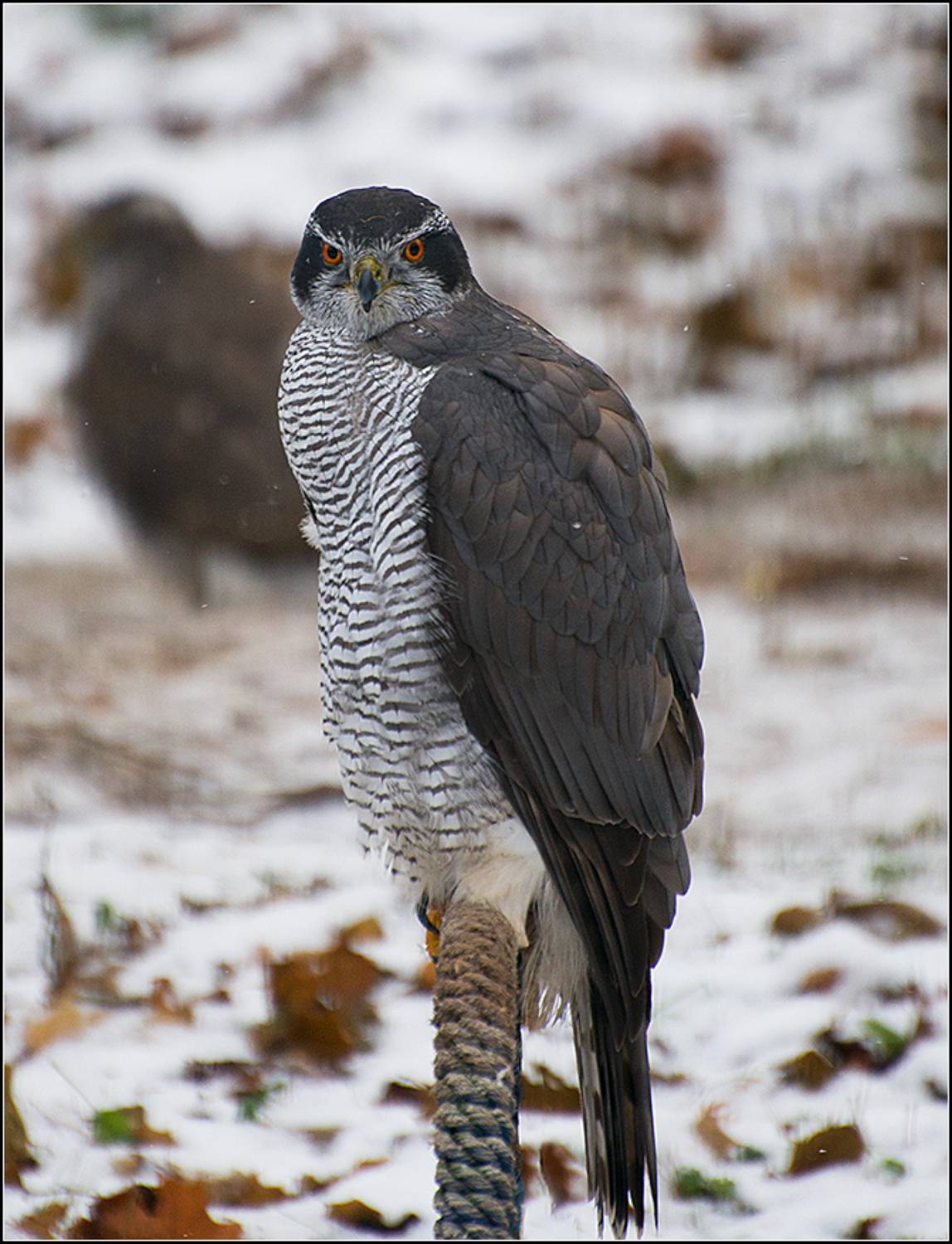 москва, зима, парк, птица, АНАТОЛИЙ ДОВЫДЕНКО