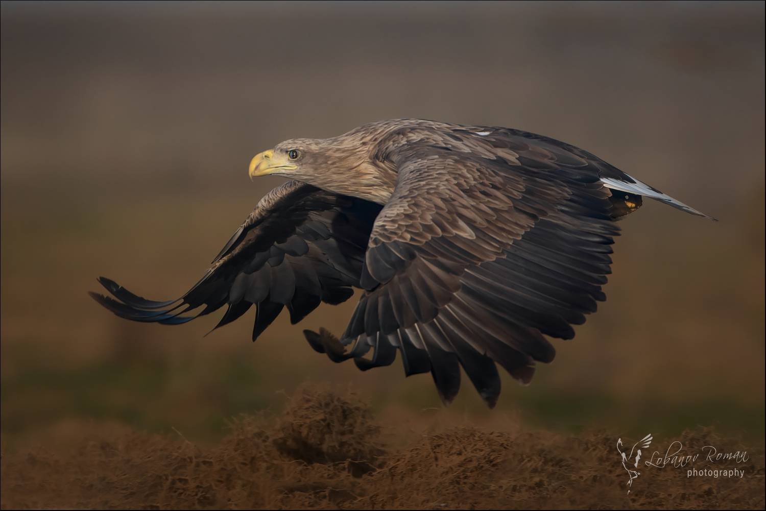 , Лобанов Роман