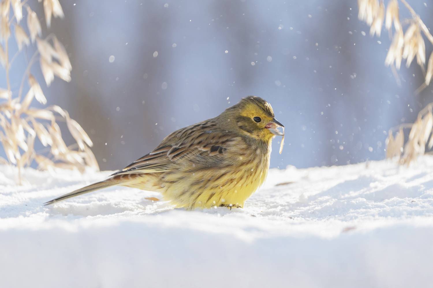 птицы, природа, зима, Андрей Киселёв