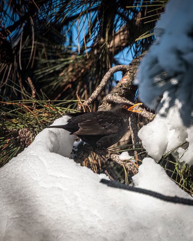 зима грача  фото превью