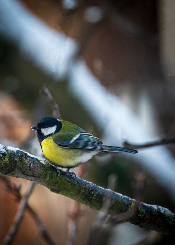 большая синица Зима синицы фото превью