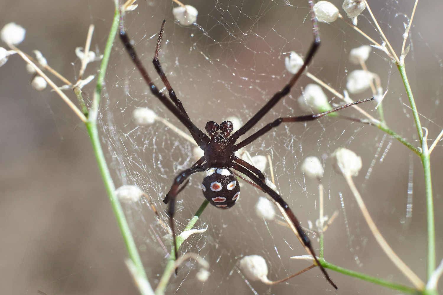 spyder, volgograd, russia, wildlife, Latrodectus tredecimguttatus, , Сторчилов Павел