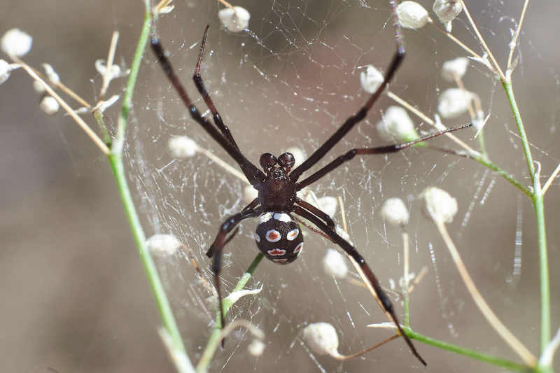 Latrodectus tredecimguttatus фото превью