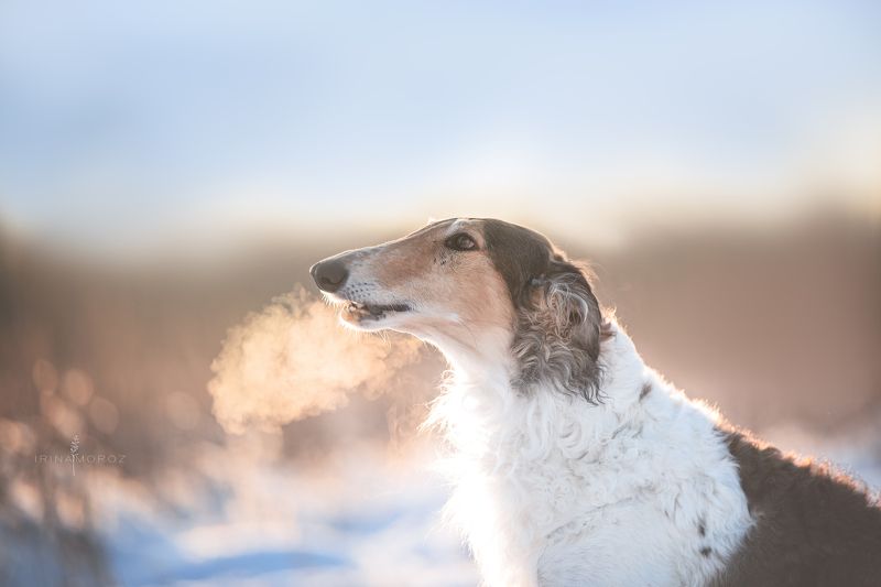 фото превью