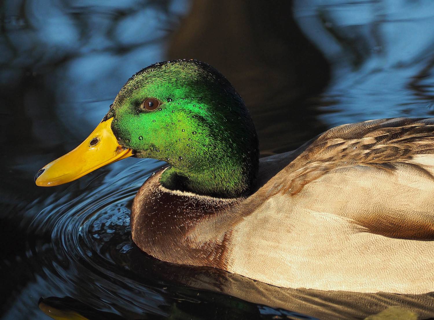 птица, утка, селезень, портрет, кряква, bird, duck, Протченко Ирина