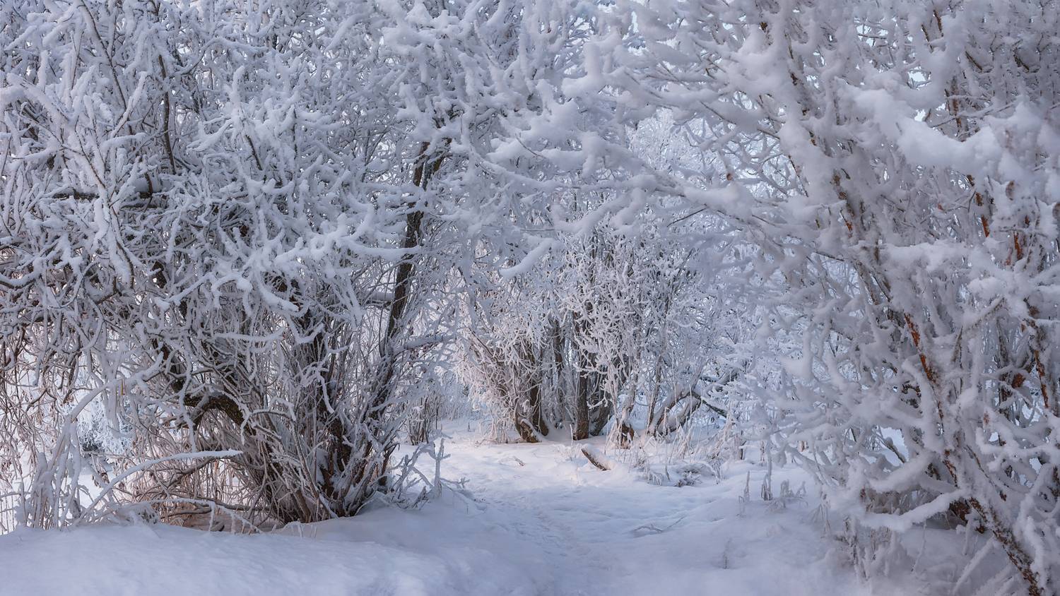 зима иней снег мороз деревья тропинка архангельск, Вера Ра