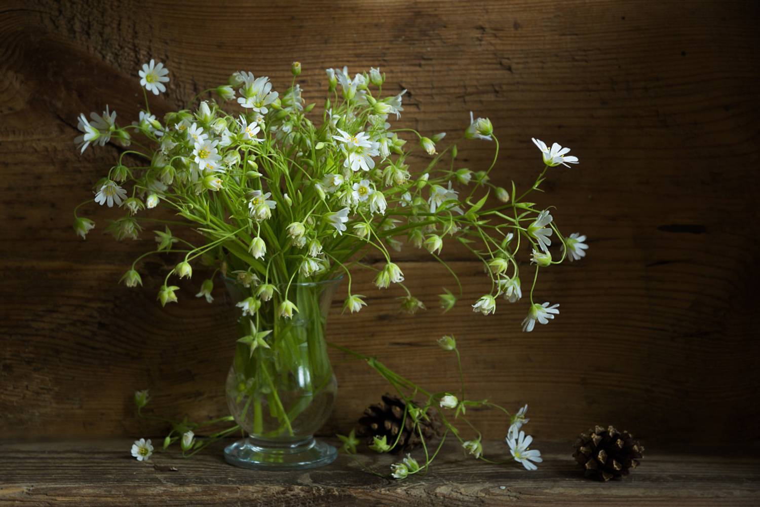 , Колеснева Елена