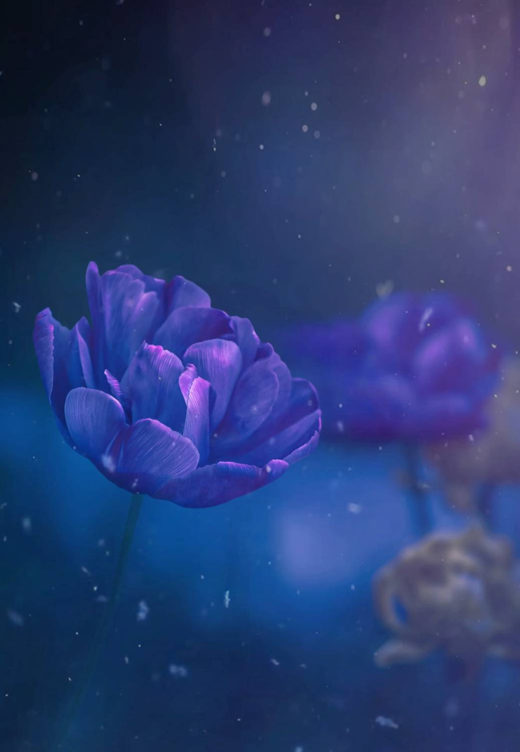 макро, macro, цветы, flower, весна, spring, тюльпан, Julia Kaissa