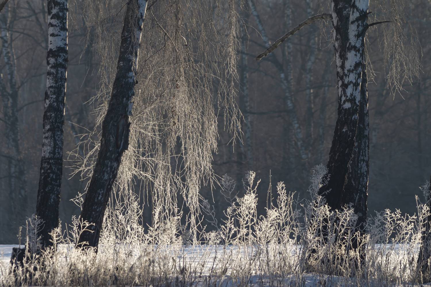 , Денис Пронин