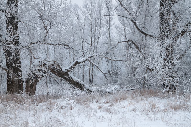 Тополиная роща фото превью