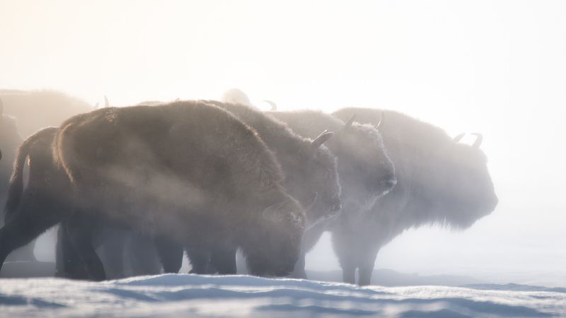 Европейский зубр, Bison bonasus, Январь 2024 фото превью