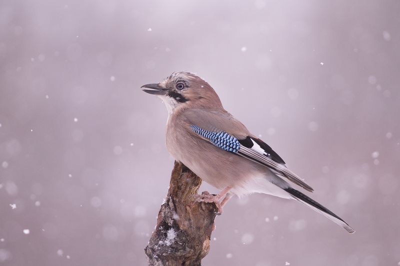 Сойка фото превью