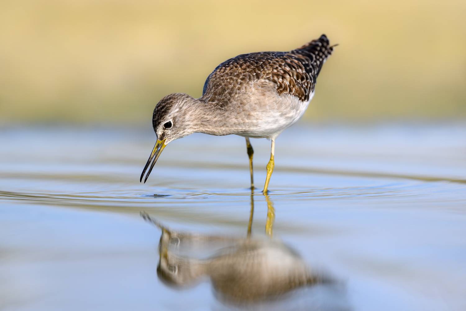 птица, фотоохота, кулик, фифи, природа, фауна, Vladimir Kulikov