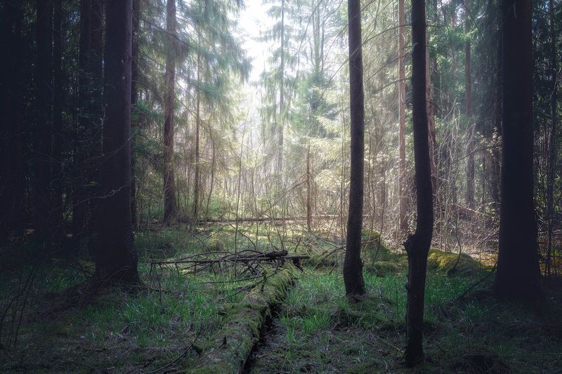 После летнего дождя фото превью