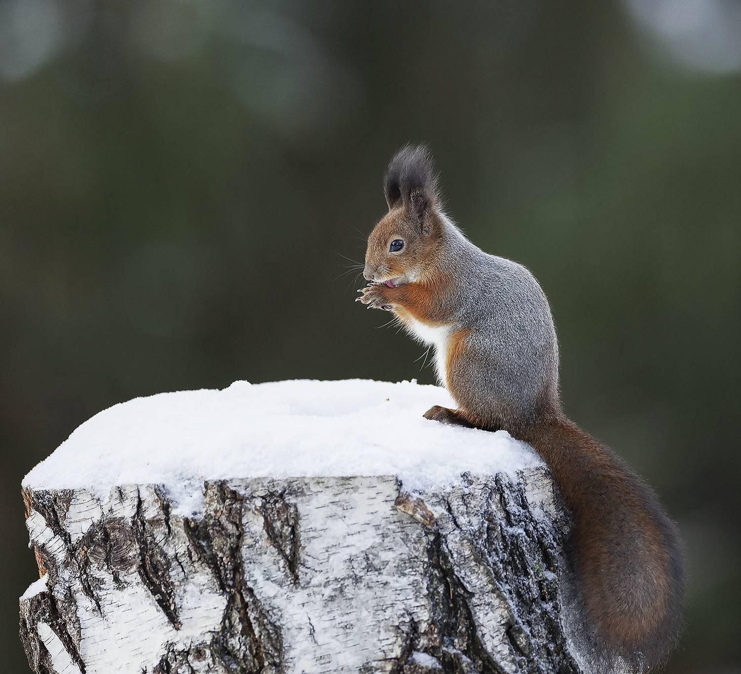 белка, красотка, лес,squirrel, beautiful, forest, nature, Стукалова Юлия